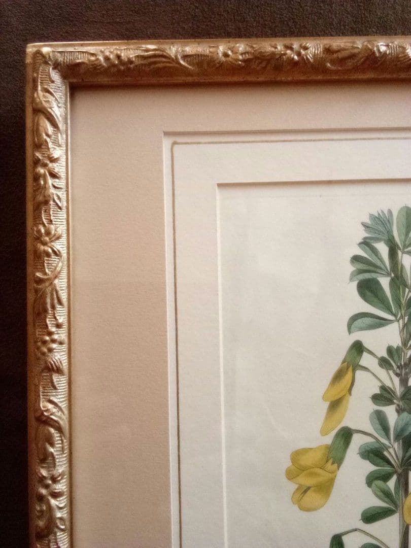 イギリス ボタニカル画の額装品 銅版画に手彩色 1827年