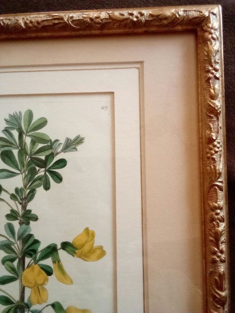 イギリス ボタニカル画の額装品 銅版画に手彩色 1827年