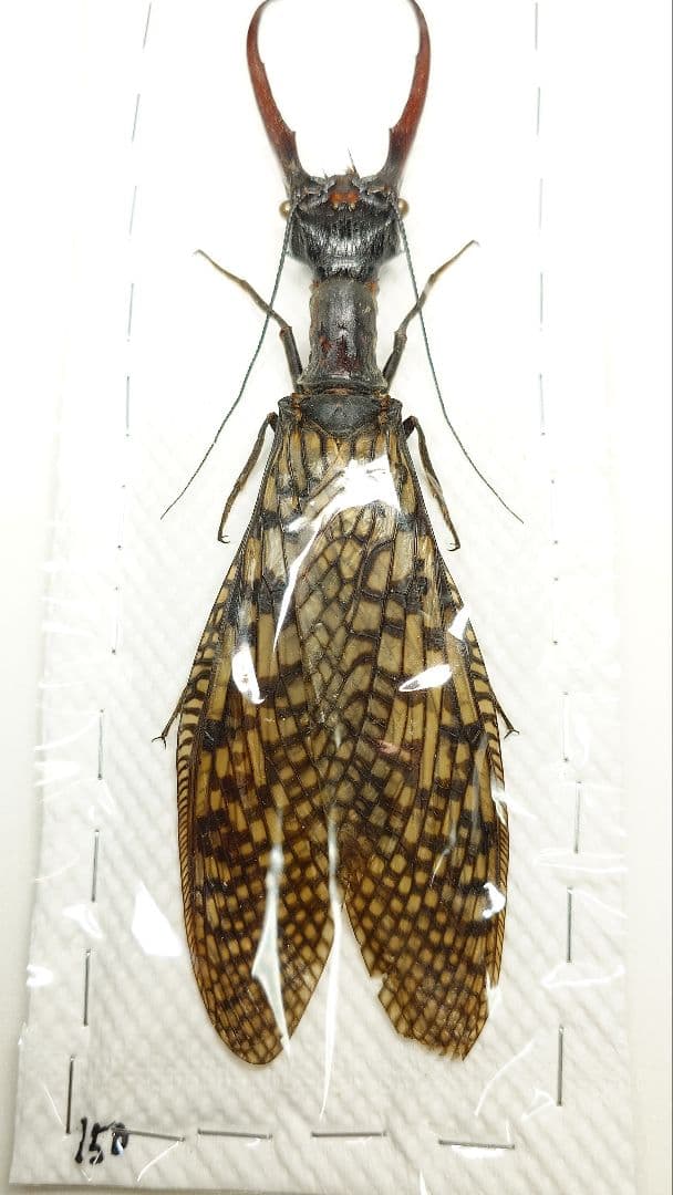 巨大！ヘビトンボ標本　15cm級