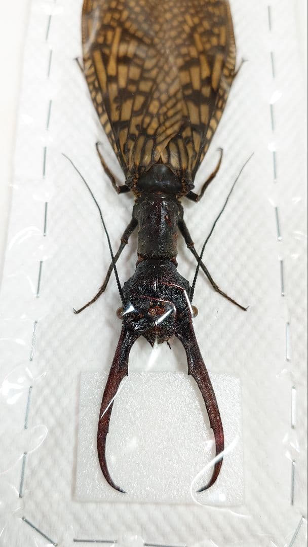 巨大！ヘビトンボ標本　15cm級