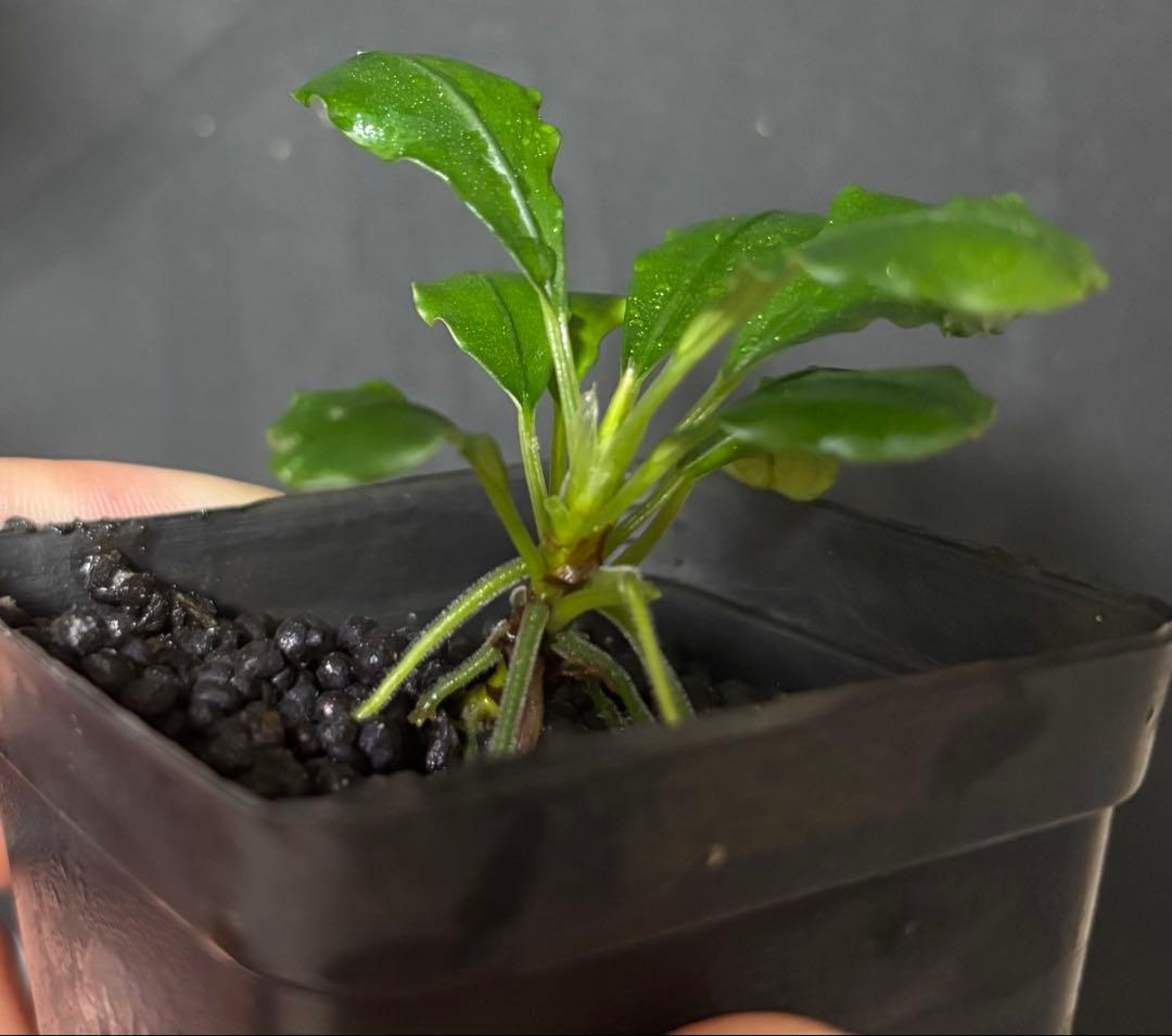 Bucephalandra sp.\"Sungai Ayak\" LA便