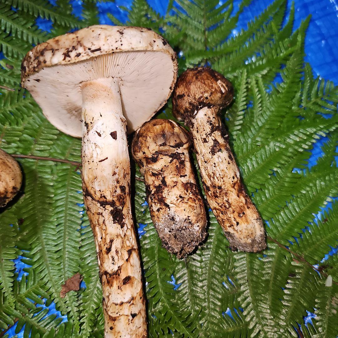 広島県産 松茸 343g　松竹梅さま専用