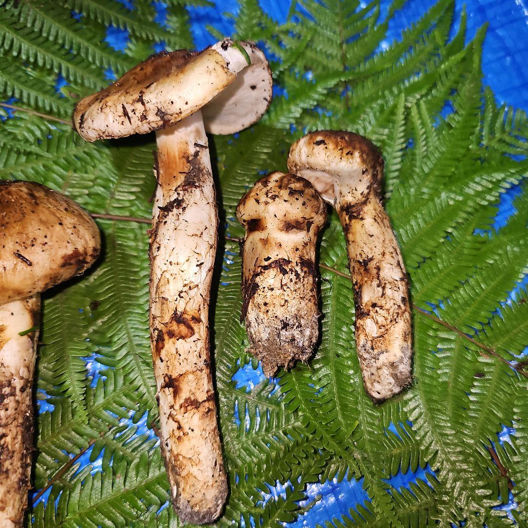 広島県産 松茸 343g　松竹梅さま専用