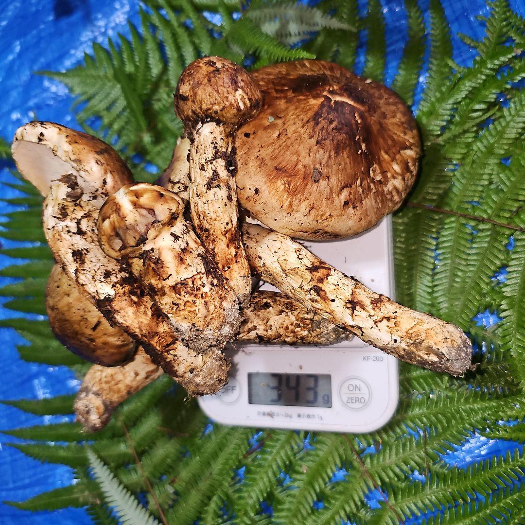 広島県産 松茸 343g　松竹梅さま専用
