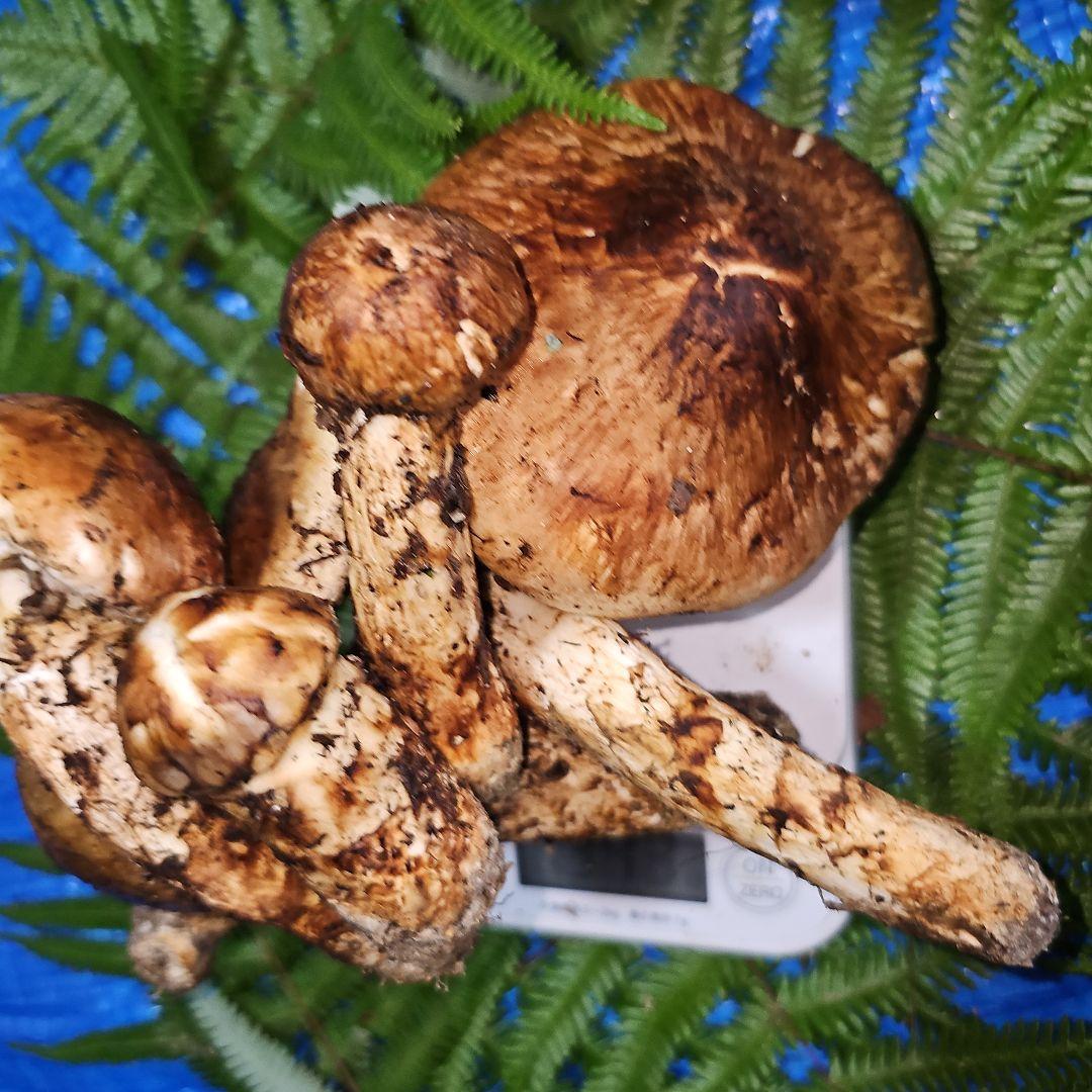 広島県産 松茸 343g　松竹梅さま専用