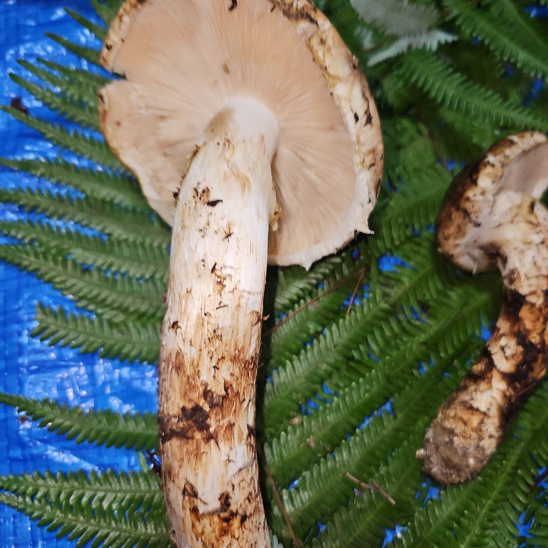 広島県産 松茸 343g　松竹梅さま専用