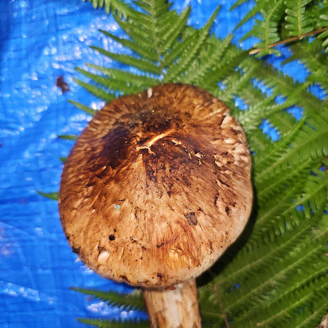 広島県産 松茸 343g　松竹梅さま専用