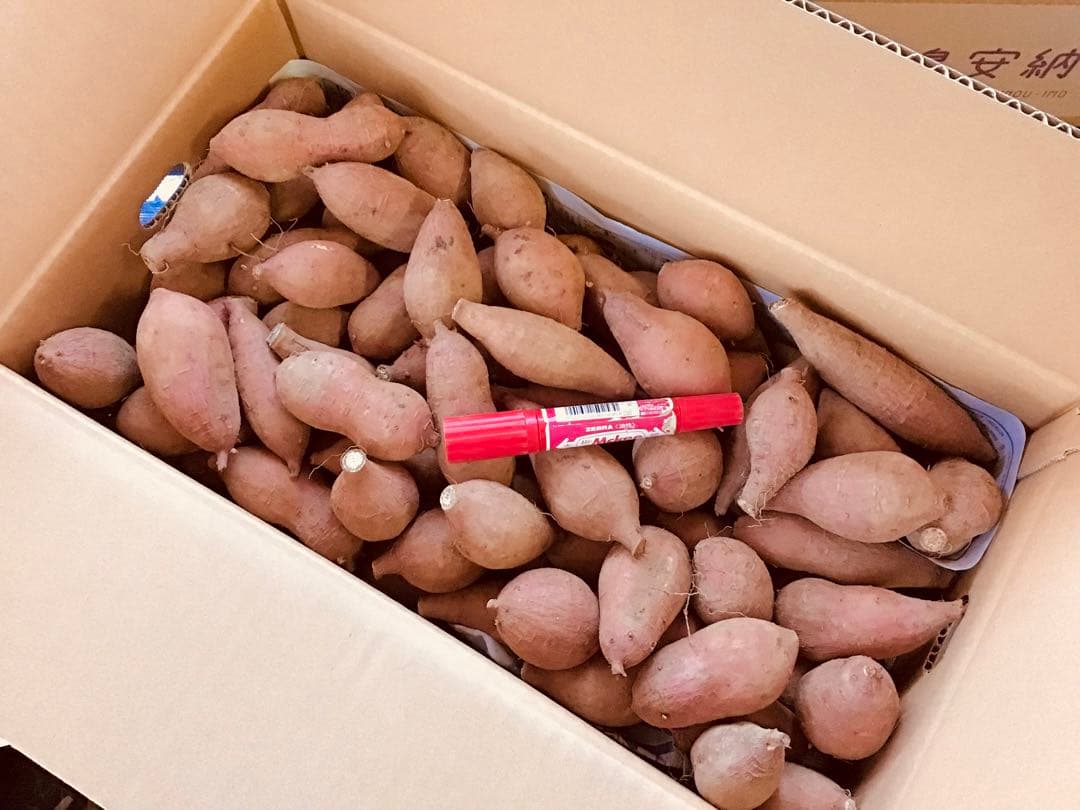 安納芋種子島産　プチサイズ20kg さつまいも焼き芋にどうぞ　#12