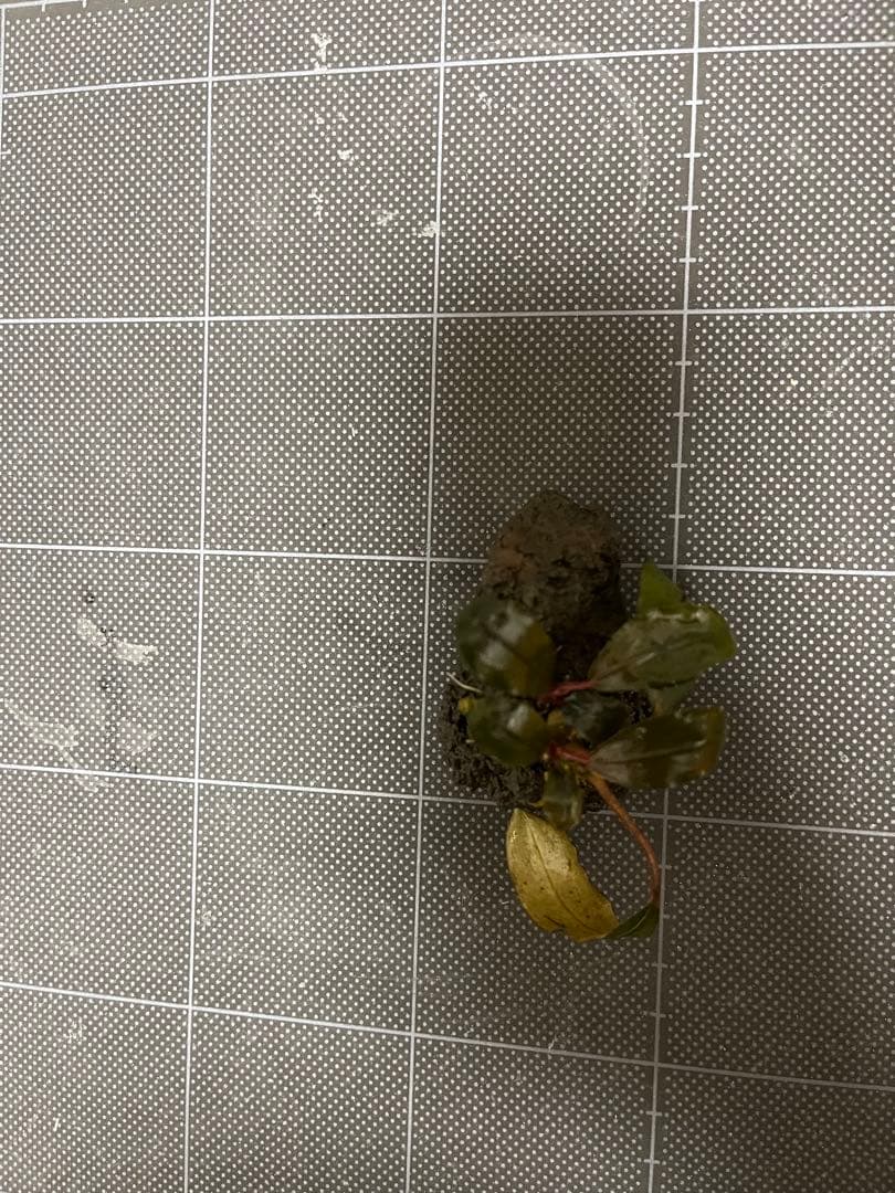 水草 Bucephalandra sp.\"Serimbu 2\"