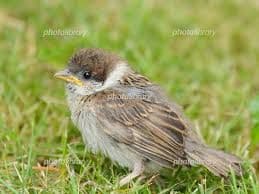 maiくま様 ★ 確認用 シマエナガ、スズメ