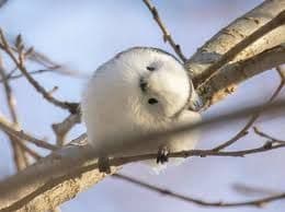 maiくま様 ★ 確認用 シマエナガ、スズメ