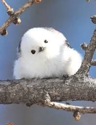 maiくま様 ★ 確認用 シマエナガ、スズメ