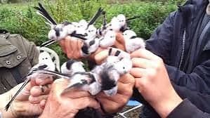 maiくま様 ★ 確認用 シマエナガ、スズメ