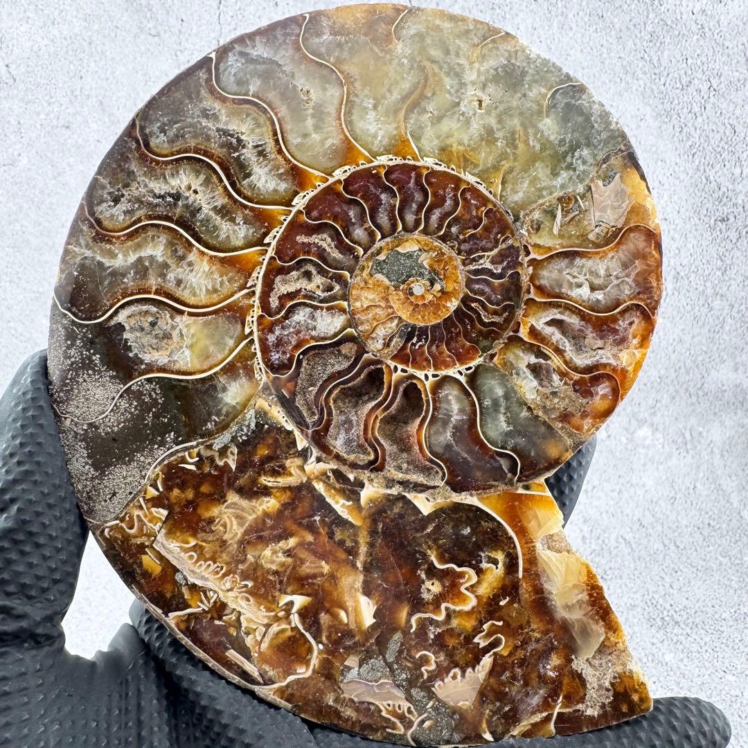 G-137天然アンモナイト 化石 左右対称ペアスライス 台座付き 鑑賞標本