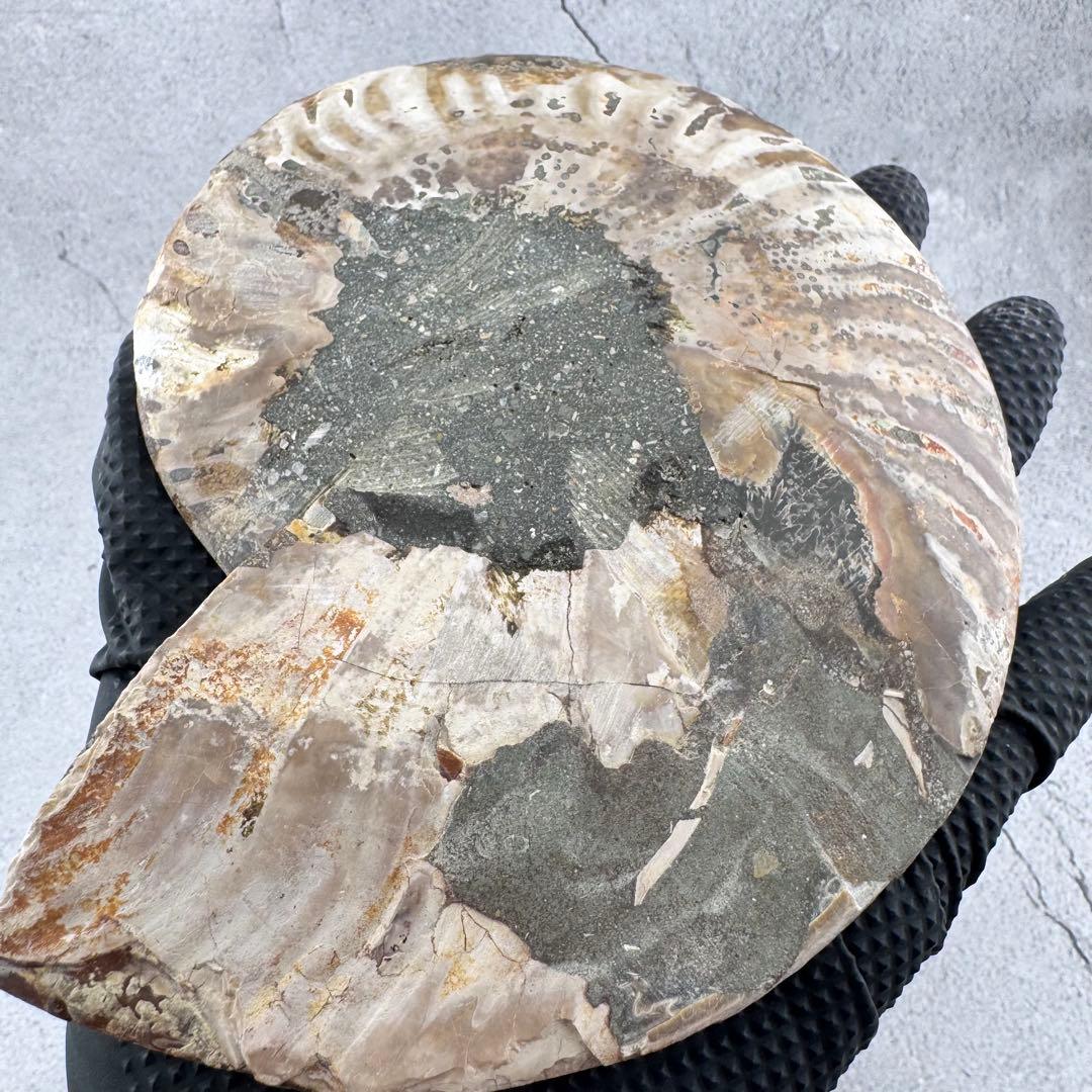 G-137天然アンモナイト 化石 左右対称ペアスライス 台座付き 鑑賞標本