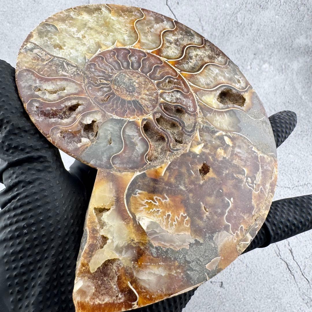 G-137天然アンモナイト 化石 左右対称ペアスライス 台座付き 鑑賞標本