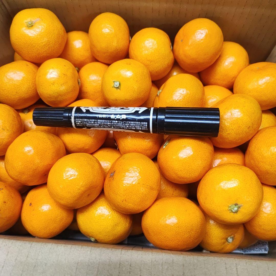 和歌山　みかん　ゆら早生　高糖度　3kg　変更8kg