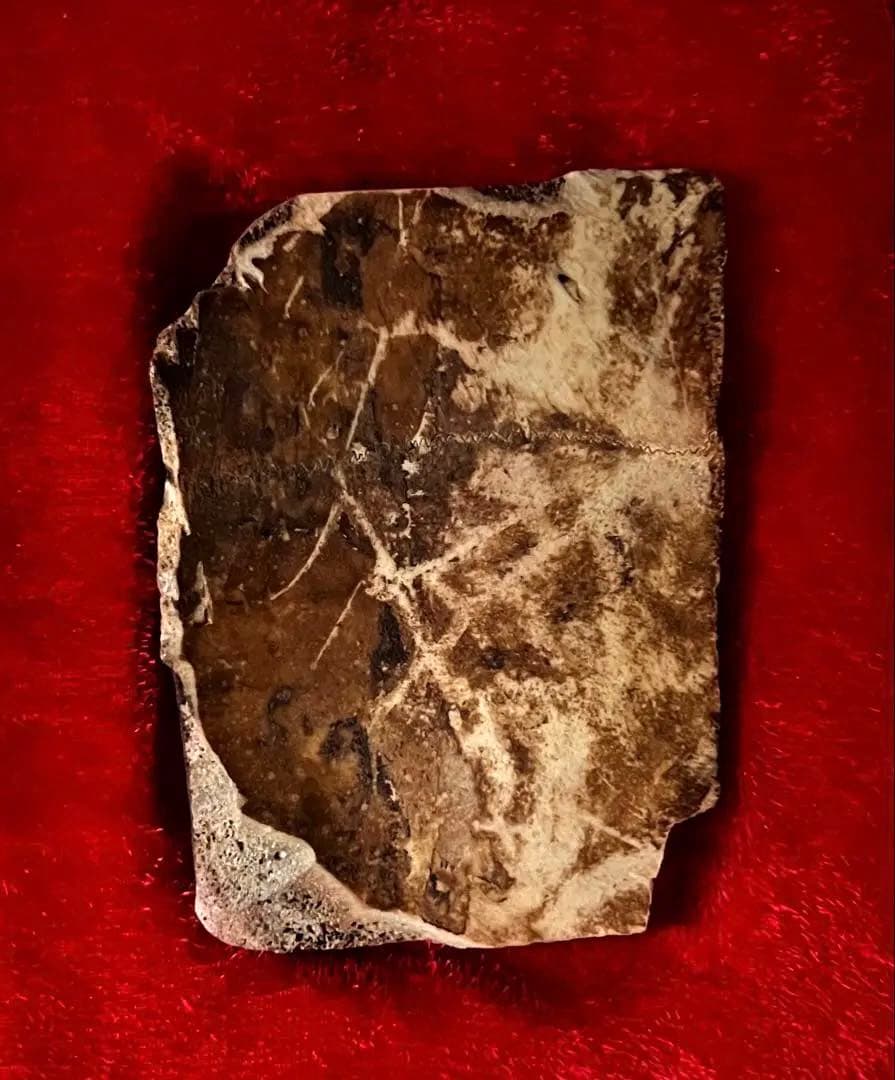 中国美術 希少 時代 古殷墟甲骨文 参考資料