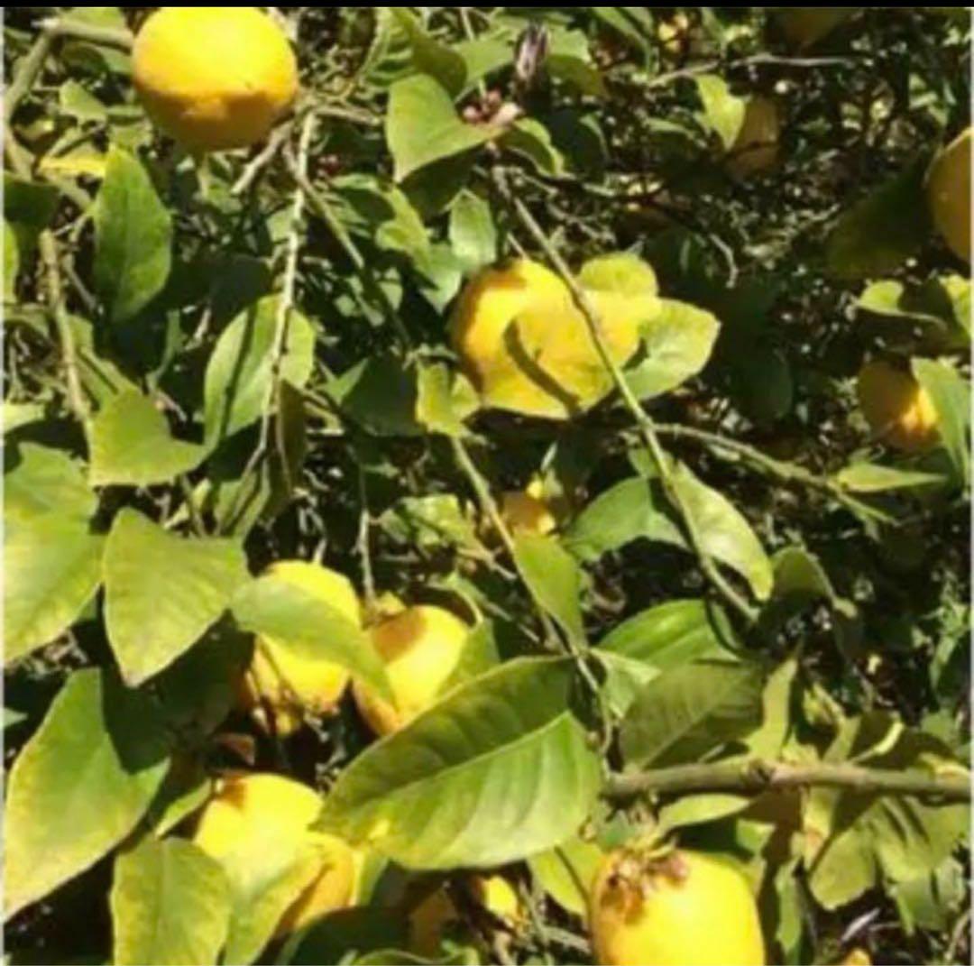 無農薬 ジューシーなレモン10キロ箱込