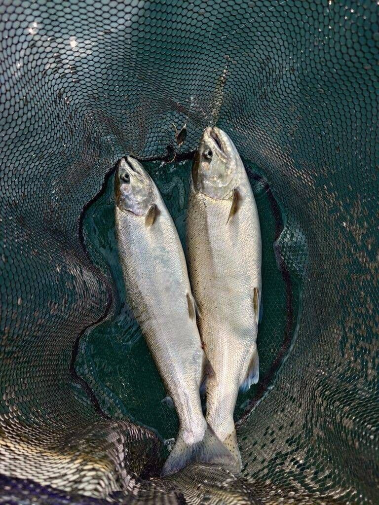 ビワマス釣り最強ルアー ！レイクトローリング ５個セット！