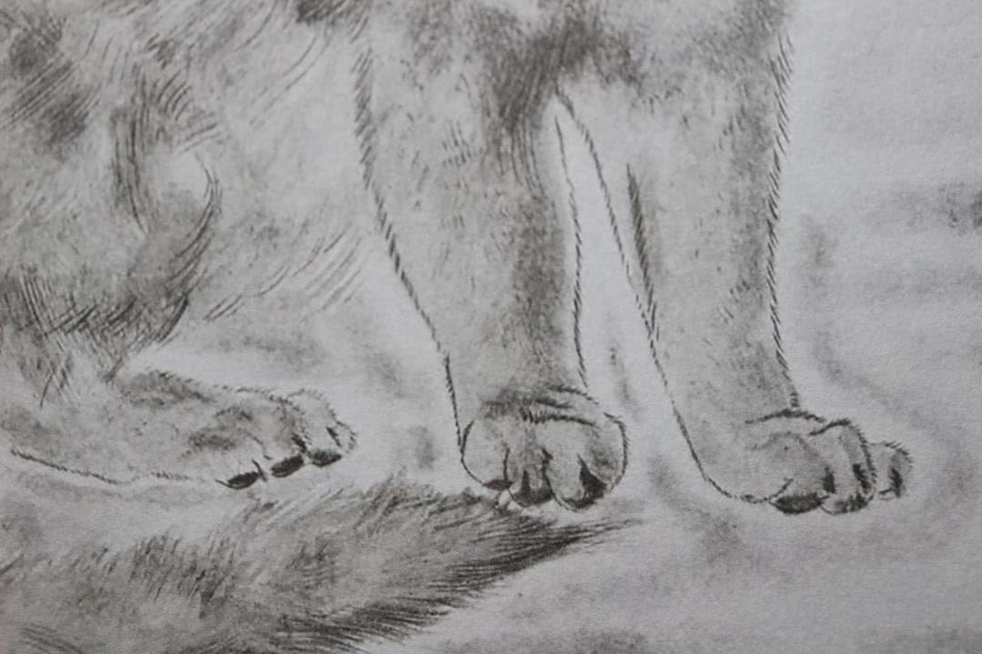 藤田嗣治 エスタンプリトグラフ「猫」 19/100