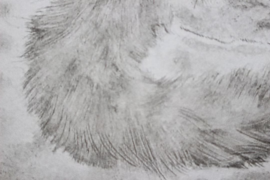 藤田嗣治 エスタンプリトグラフ「猫」 19/100