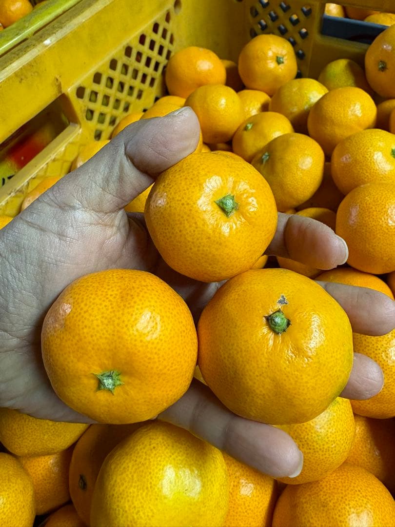 10 三ヶ日みかん　早生小玉　ご家庭用約10kg