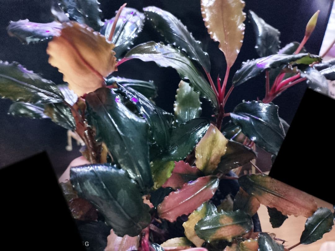 ブセファランドラ ルミナス パープル2 メラウィ Bucephalandra