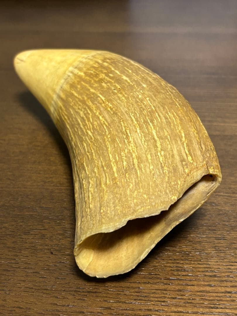 マッコウクジラ 鯨牙 鯨歯 天然素材 印材