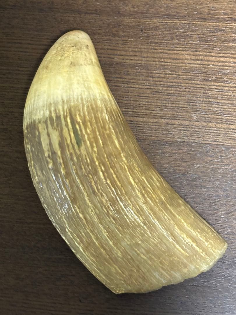 マッコウクジラ 鯨牙 鯨歯 天然素材 印材