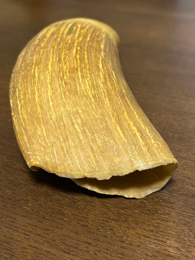 マッコウクジラ 鯨牙 鯨歯 天然素材 印材
