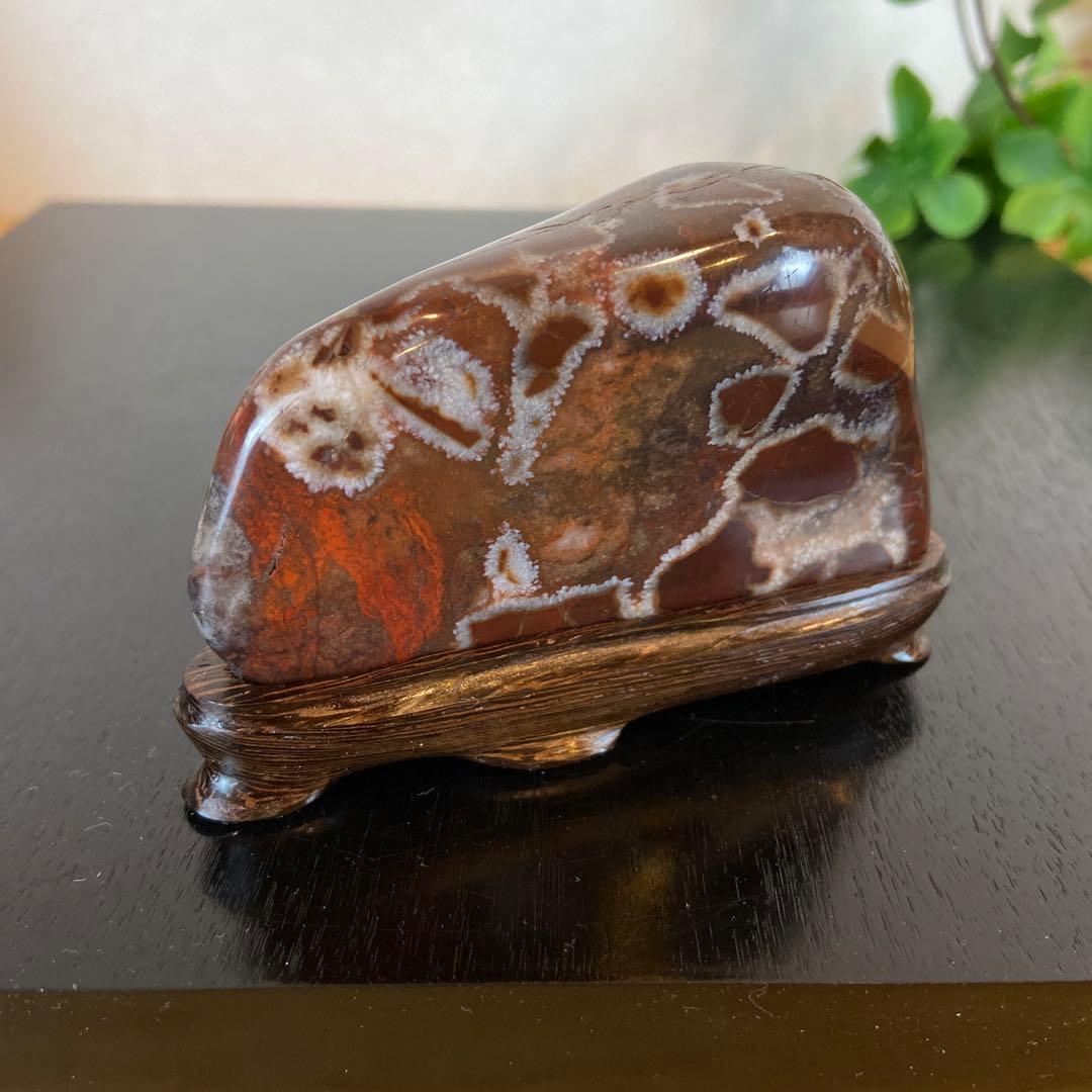 菊花石　★鑑賞石　美石　水石　盆栽