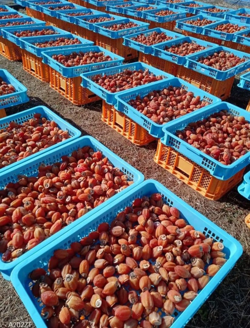 市田柿袋詰め500gGIマーク固め×６袋