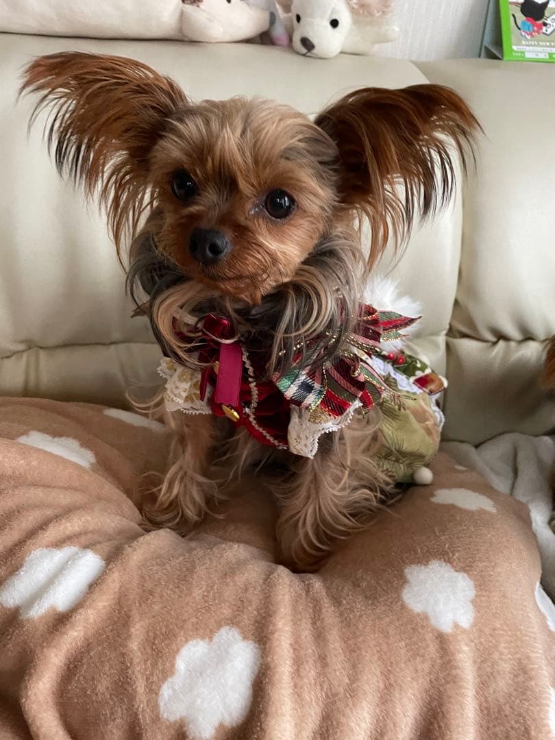 小型犬用クリスマスドレス