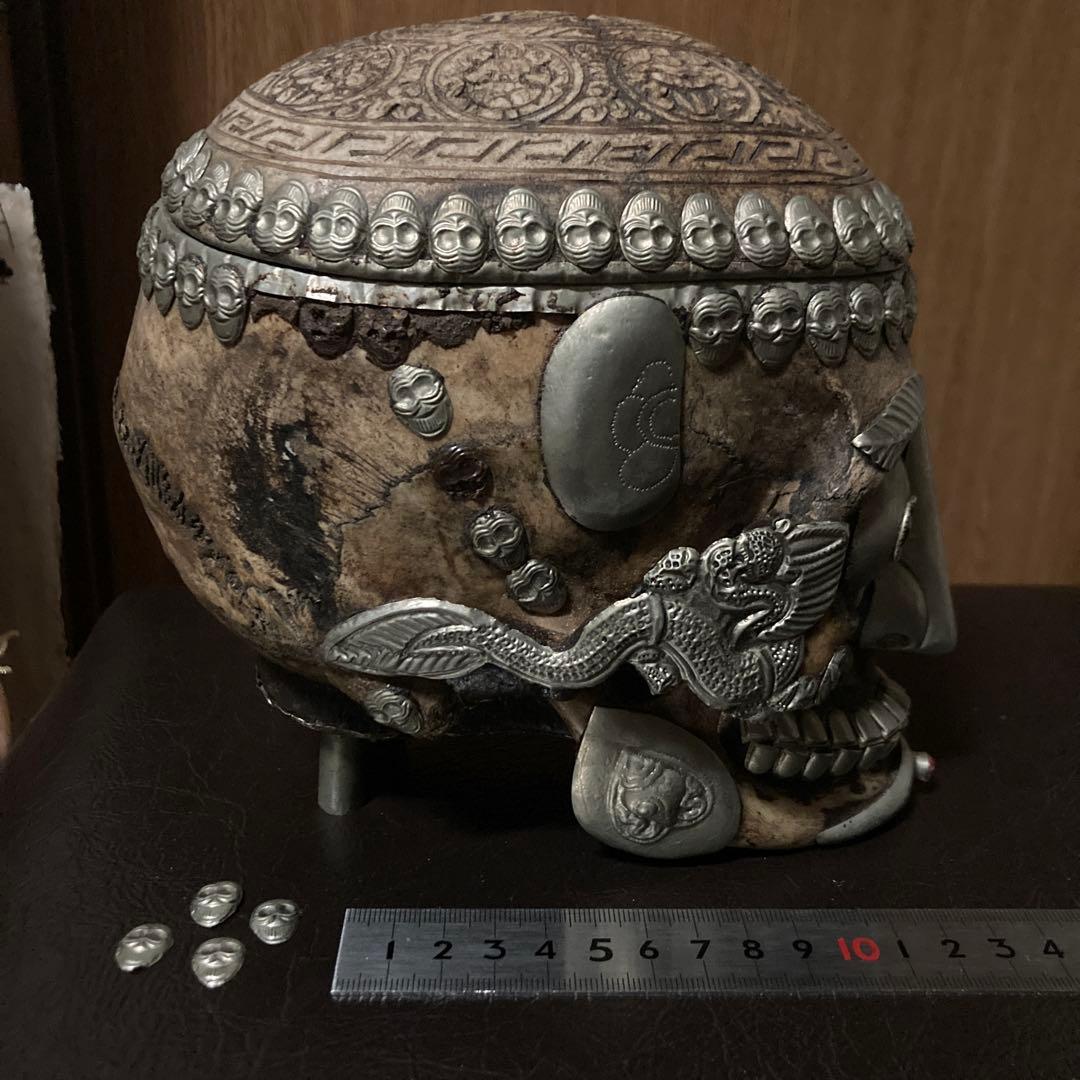 チベタンスカル　頭蓋骨