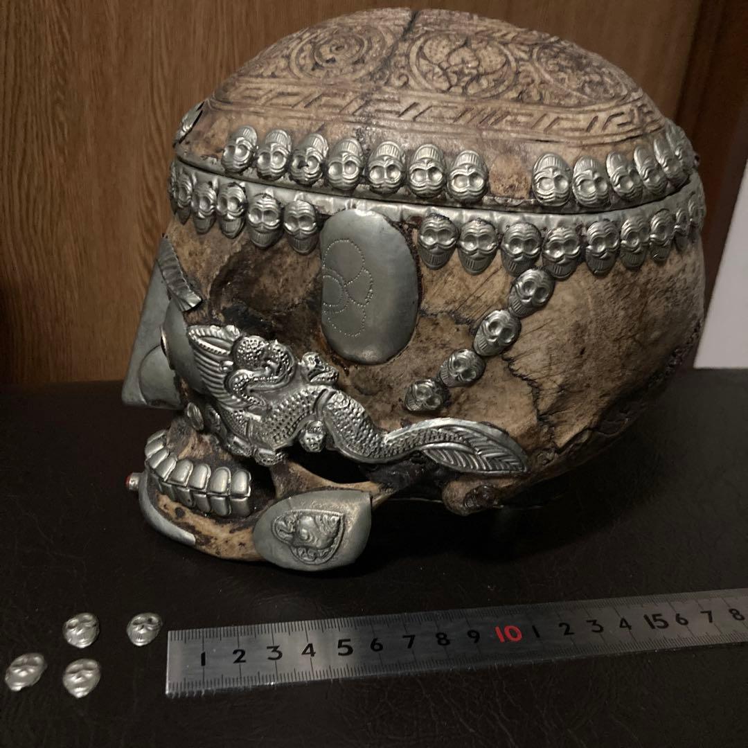 チベタンスカル　頭蓋骨