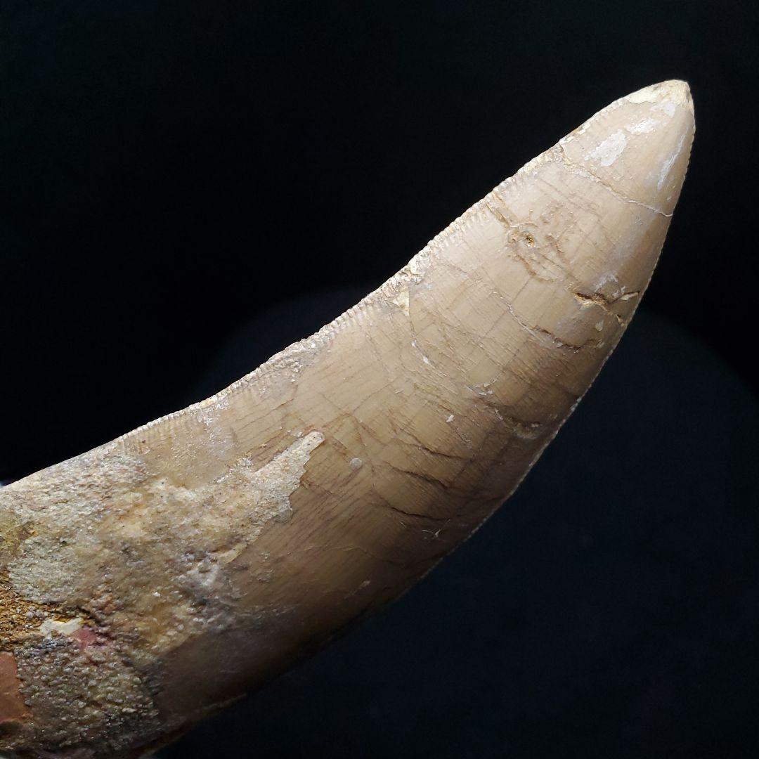 カルカロドントサウルス 歯 化石 本物 モロッコ産 101.22mm  fr80