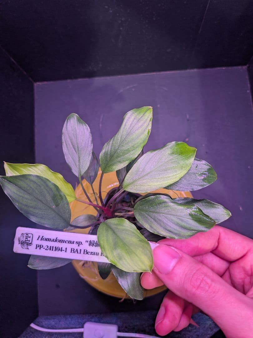 Homalomena sp.\"緑備\" PP-241104-1 親株 正規タグ付き