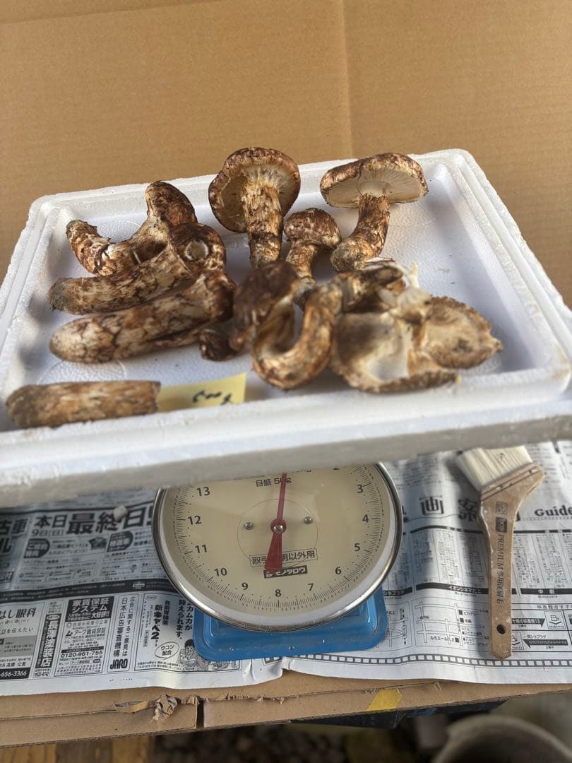 岩手県岩泉産松茸10/13午前採り(開き&傷物)