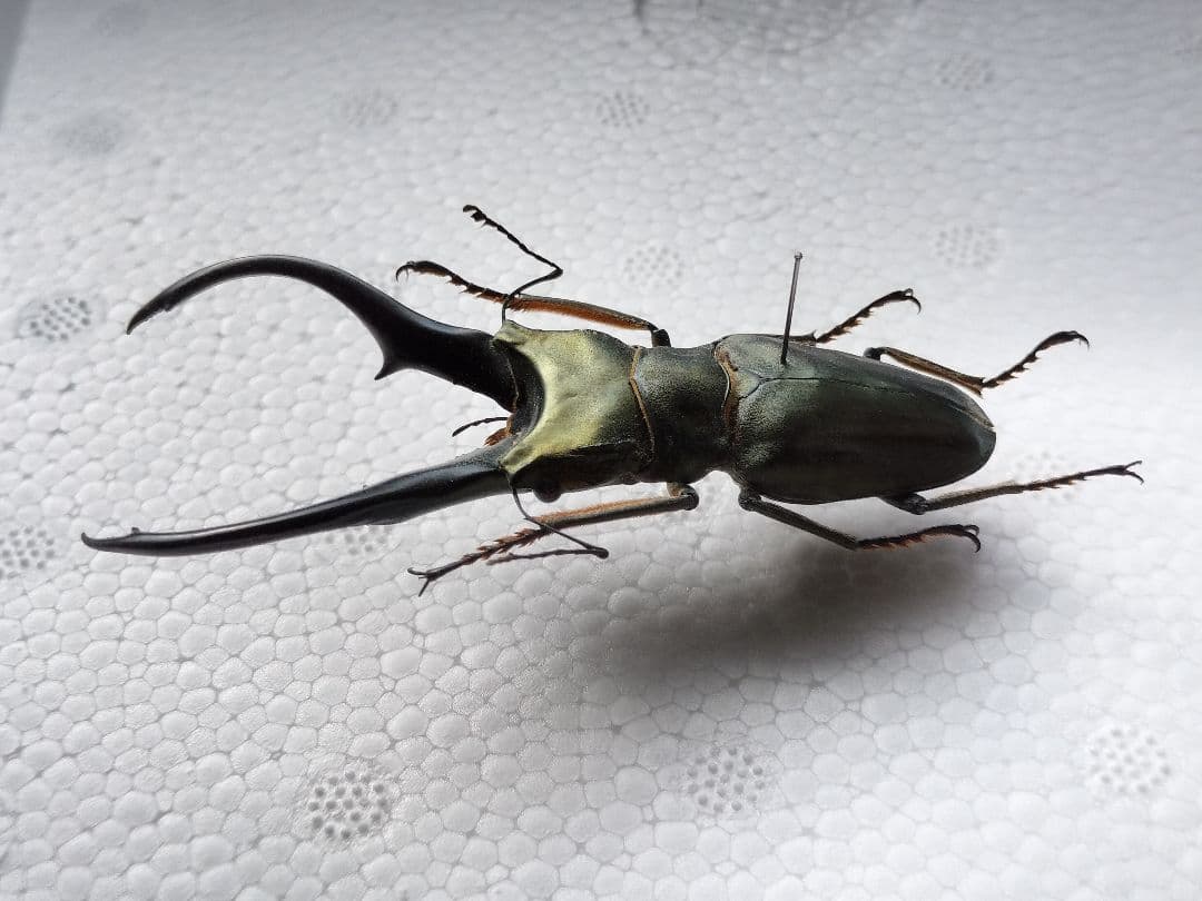 特大モンギローニホソアカクワガタ標本（超貴重）