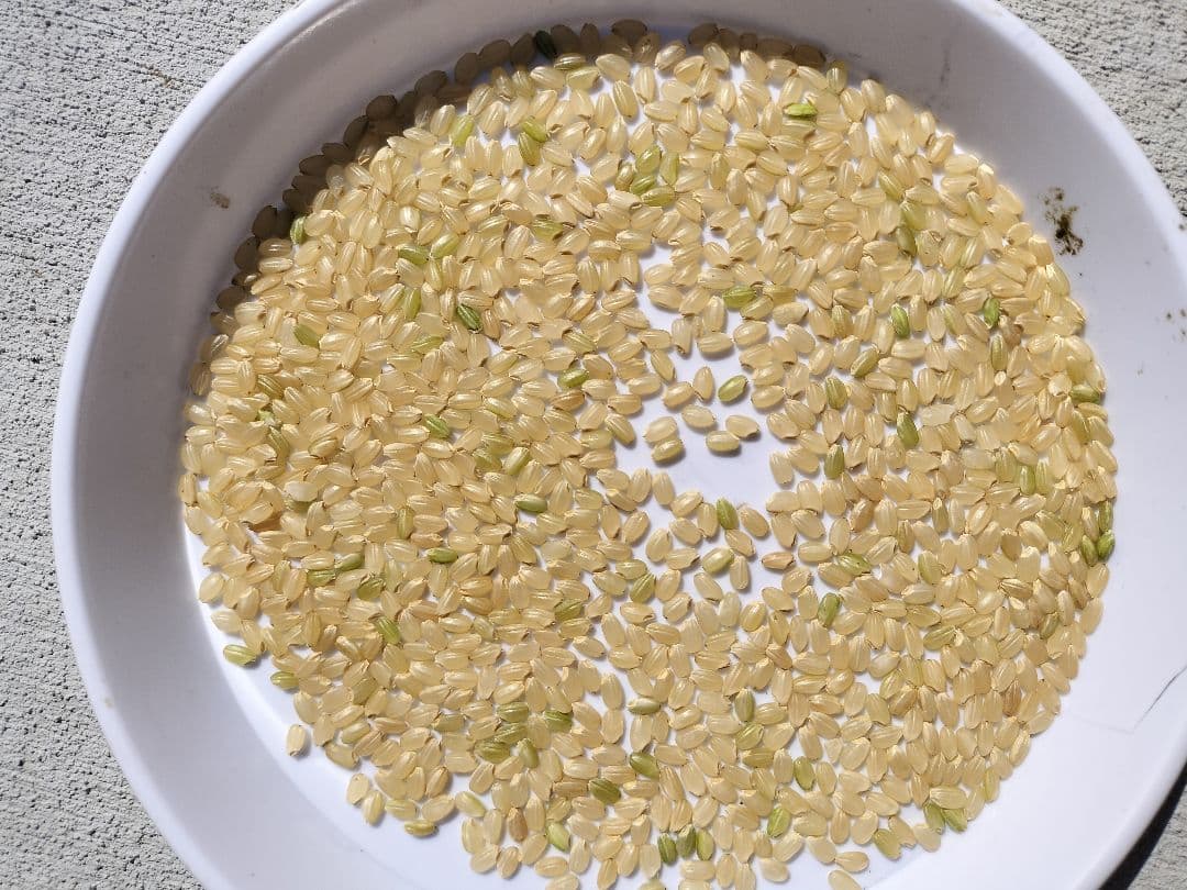 令和7年産会津コシヒカリ 新米　30kg玄米　精米可　冷蔵保存