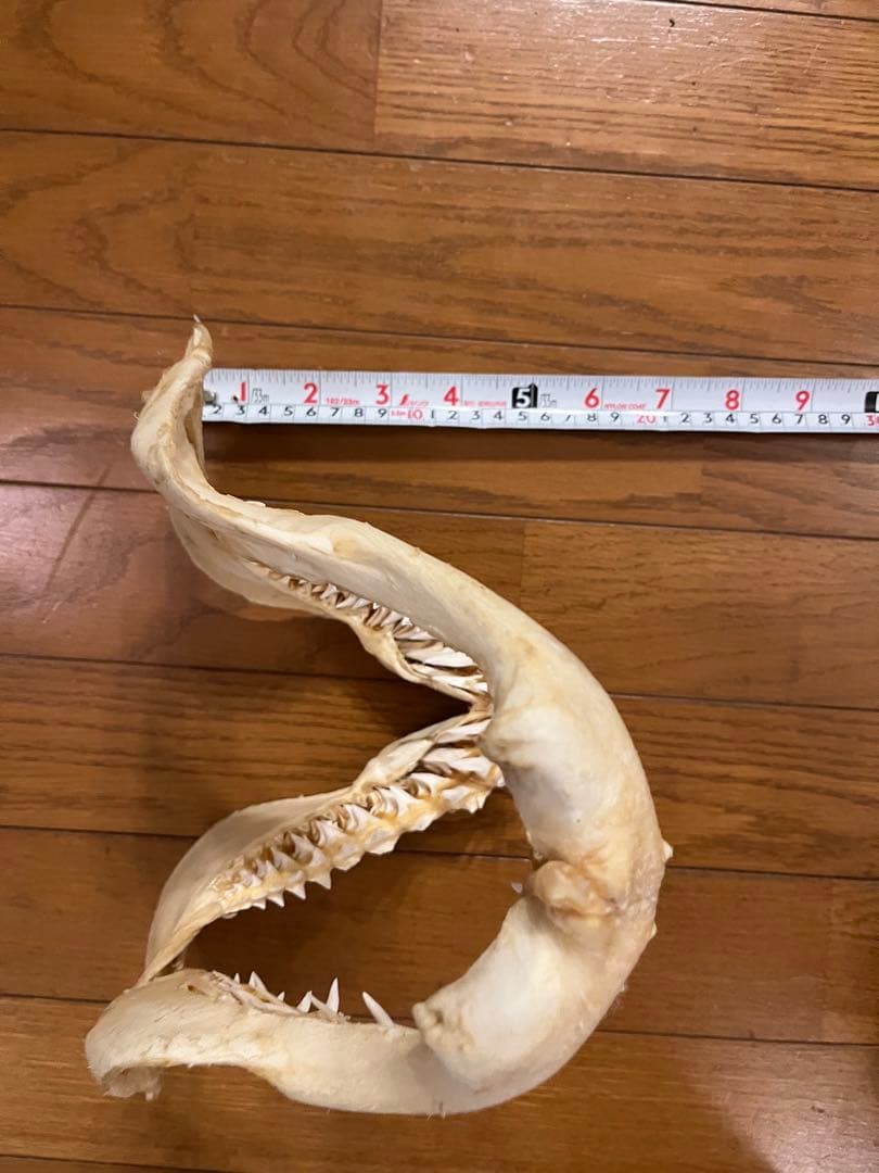 アオザメ　標本