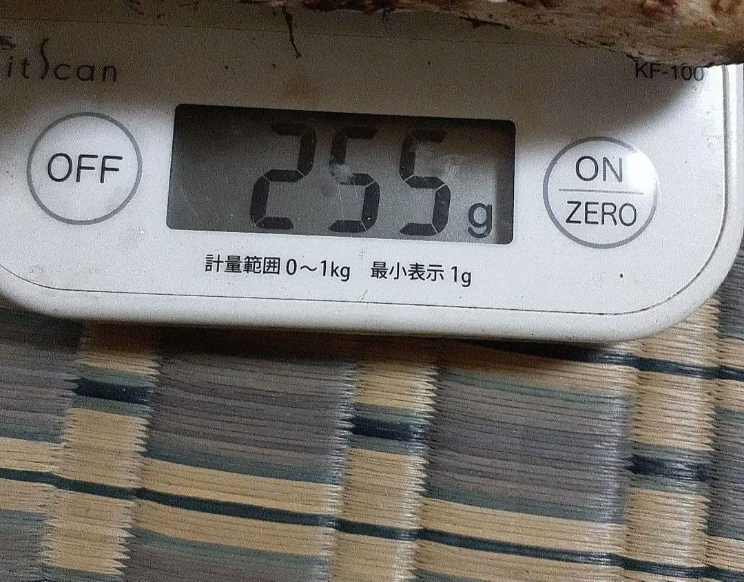 岩手県産松茸　本日採れ　送料込み