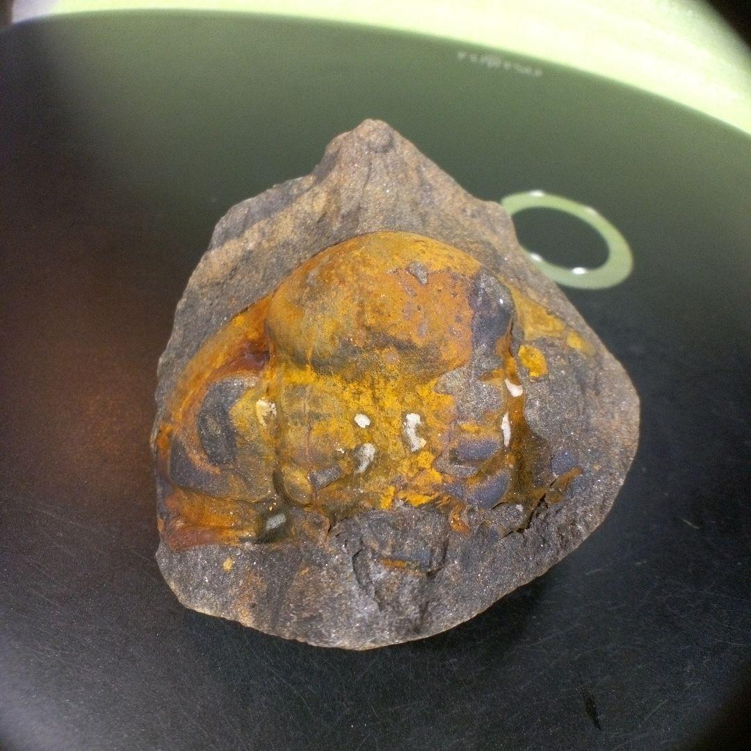 三葉虫　化石　fossil　ボリビア　trilobite　海生動物　三葉虫識別➁