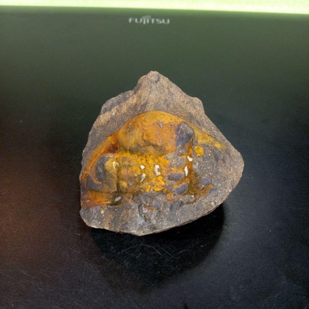 三葉虫　化石　fossil　ボリビア　trilobite　海生動物　三葉虫識別➁