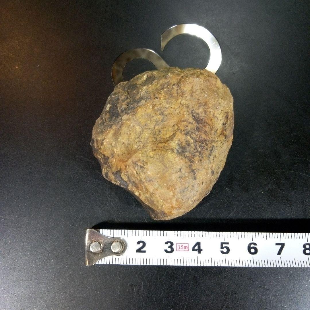 三葉虫　化石　fossil　ボリビア　trilobite　海生動物　三葉虫識別➁