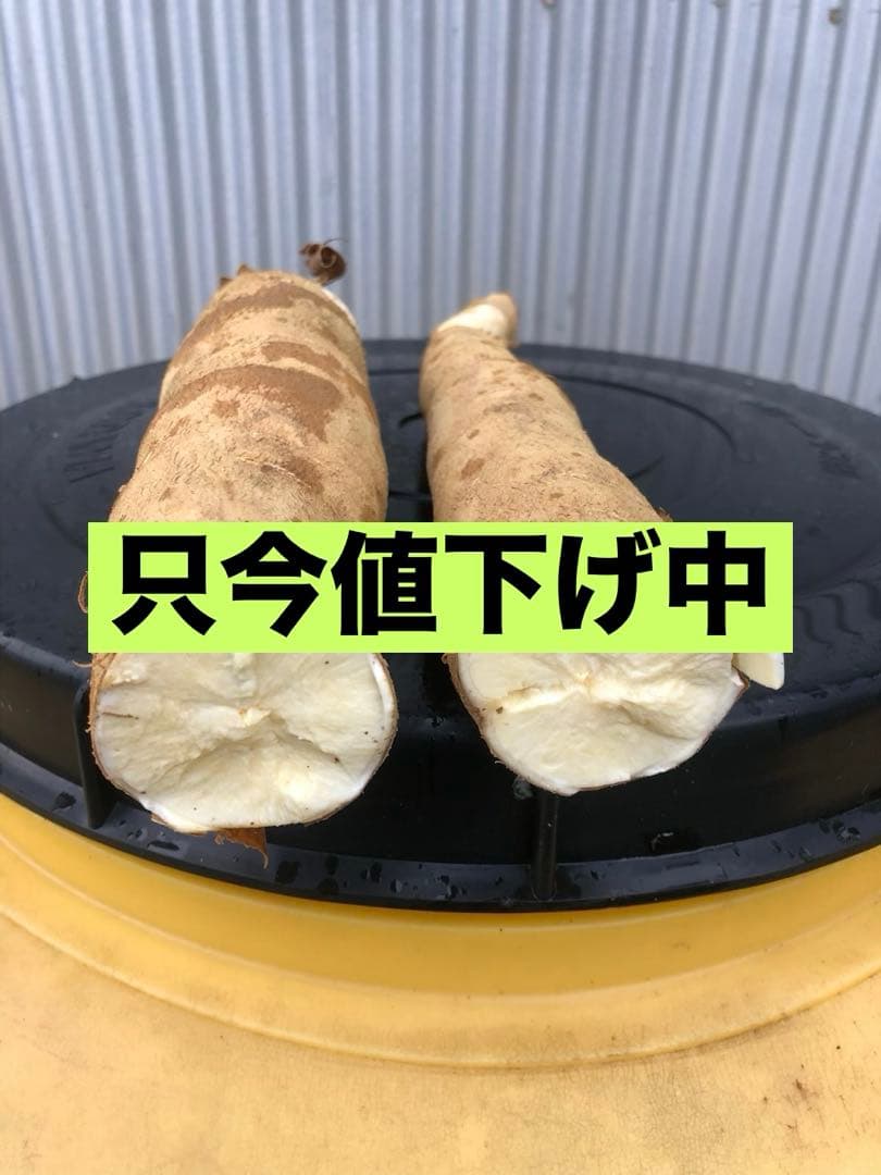 徳之島産キャッサバ生芋イエロー15キロいり