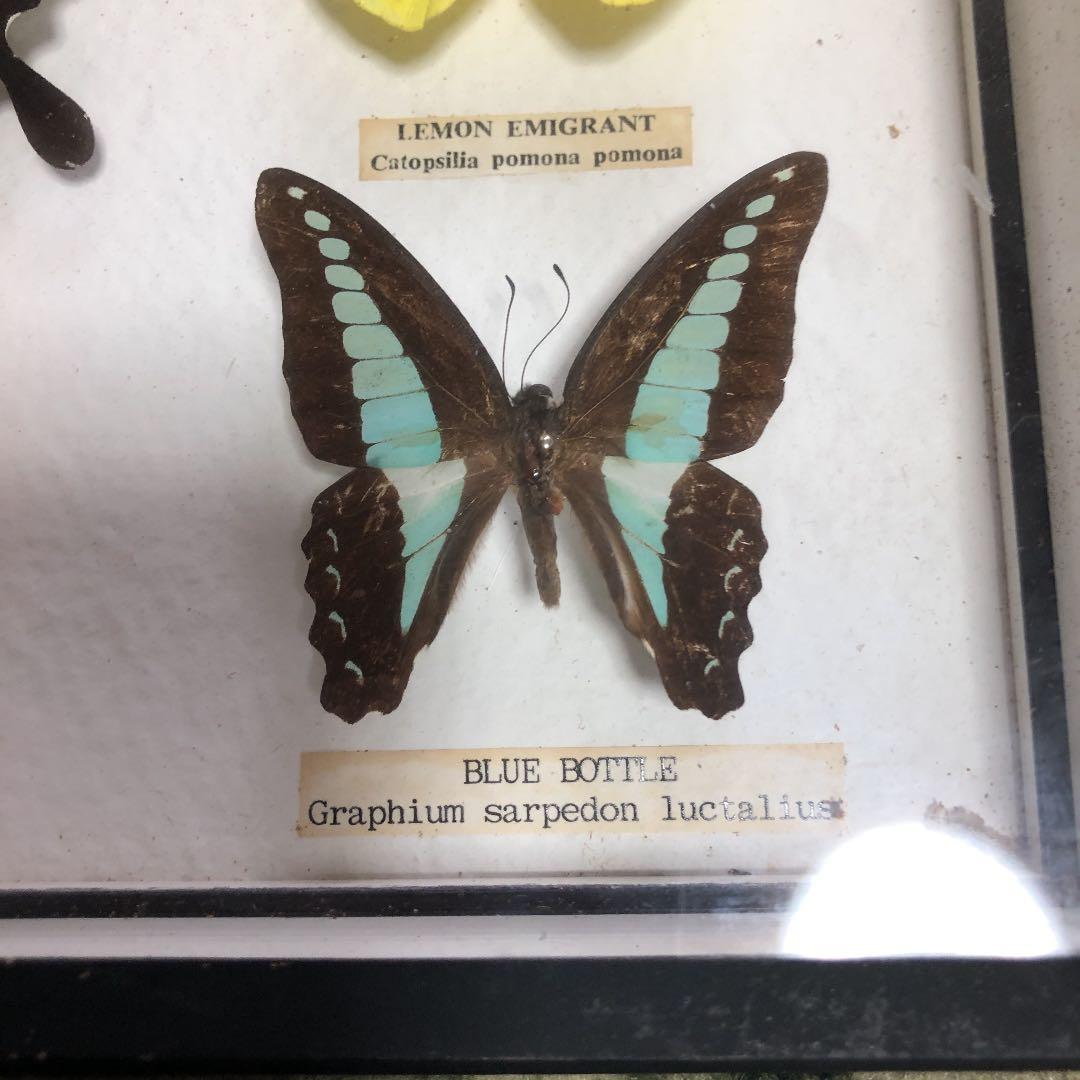 東南アジア系の蝶の標本です。