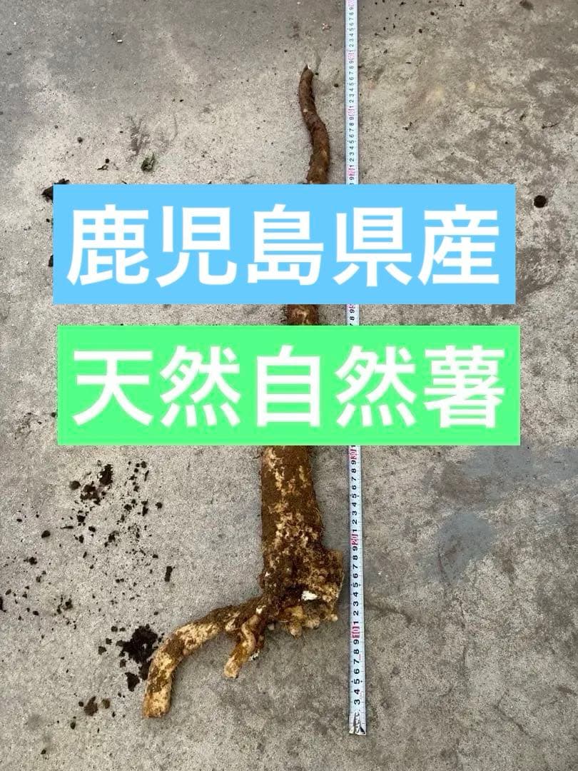 鹿児島県産　天然自然薯　特大