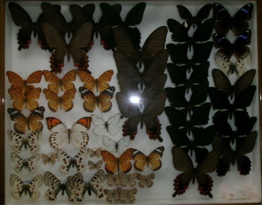 蝶の標本セット（多種類・多色）
